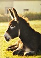Avatar du membre
