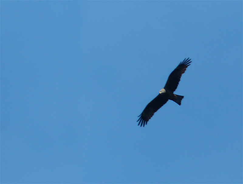 P1440810a.jpg